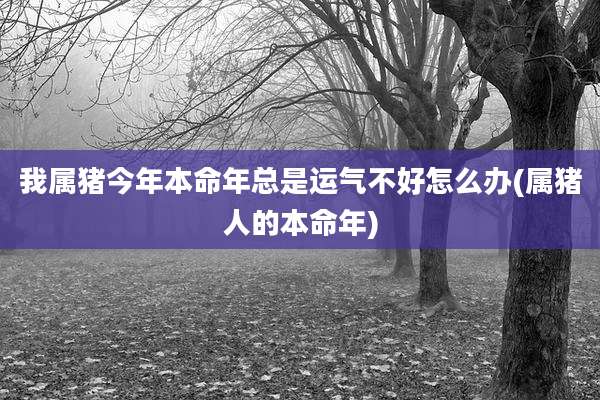 我属猪今年本命年总是运气不好怎么办(属猪人的本命年)