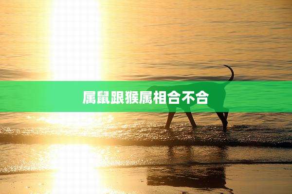 属鼠跟猴属相合不合