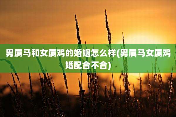 男属马和女属鸡的婚姻怎么样(男属马女属鸡婚配合不合)