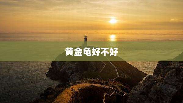 黄金龟好不好