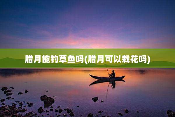 腊月能钓草鱼吗(腊月可以栽花吗)
