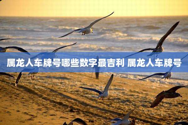 属龙人车牌号哪些数字最吉利 属龙人车牌号