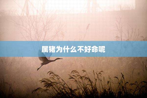 属猪为什么不好命呢