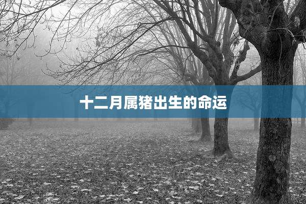 十二月属猪出生的命运