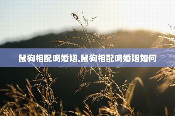 鼠狗相配吗婚姻,鼠狗相配吗婚姻如何