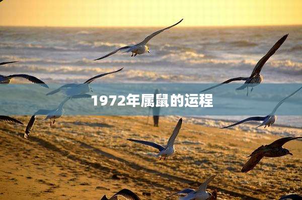 1972年属鼠的运程
