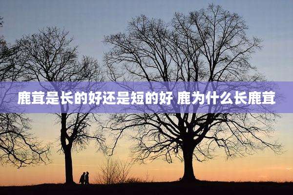 鹿茸是长的好还是短的好 鹿为什么长鹿茸