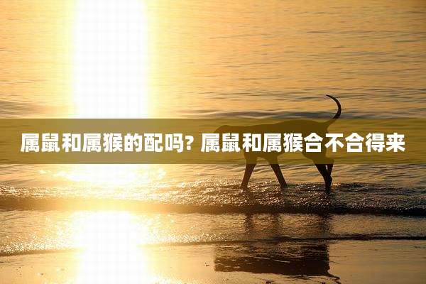 属鼠和属猴的配吗? 属鼠和属猴合不合得来