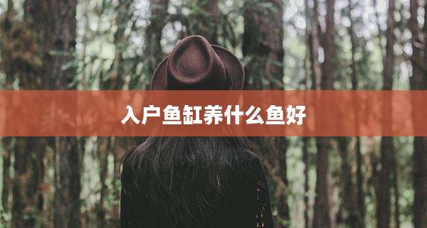 入户鱼缸养什么鱼好