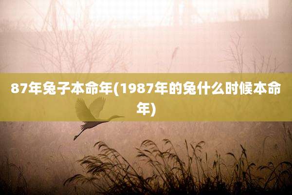 87年兔子本命年(1987年的兔什么时候本命年)