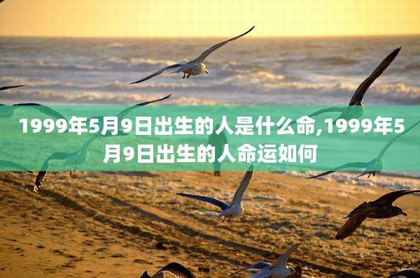 1999年5月9日出生的人是什么命,1999年5月9日出生的人命运如何