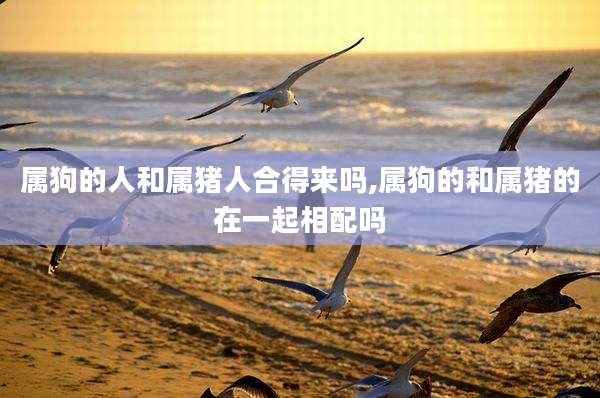 属狗的人和属猪人合得来吗,属狗的和属猪的在一起相配吗
