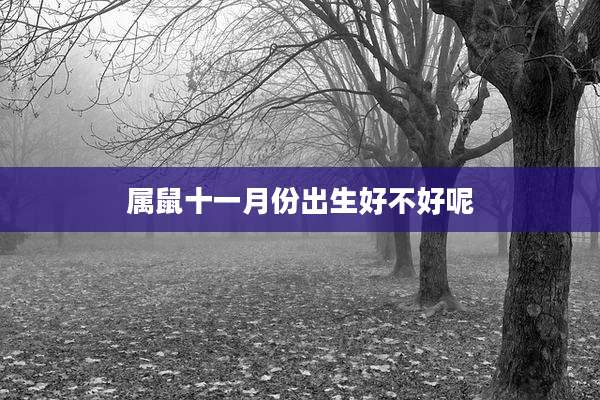 属鼠十一月份出生好不好呢