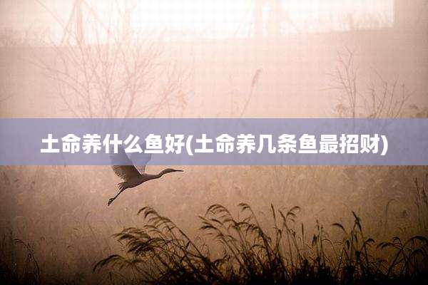 土命养什么鱼好(土命养几条鱼最招财)