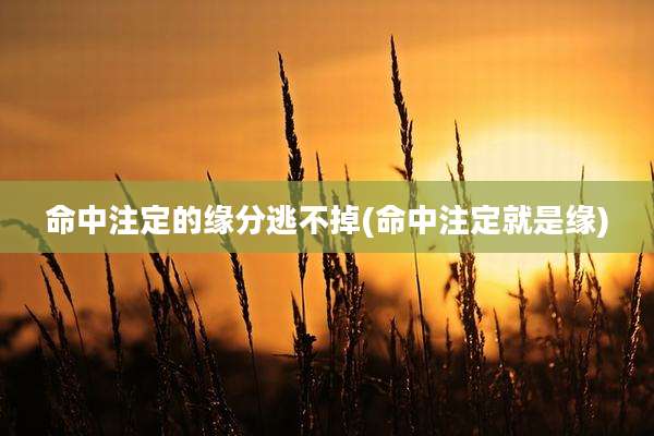 命中注定的缘分逃不掉(命中注定就是缘)