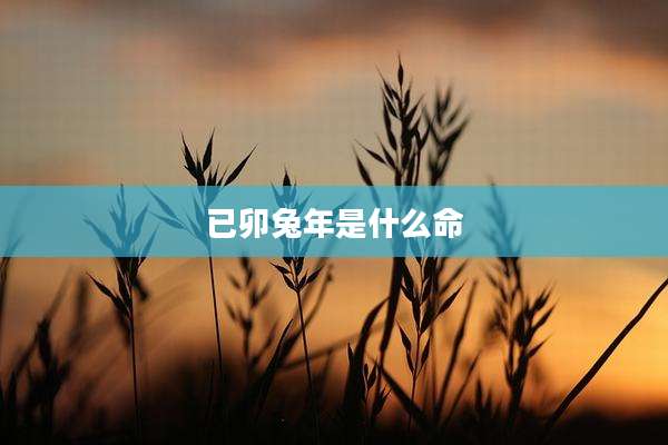 已卯兔年是什么命