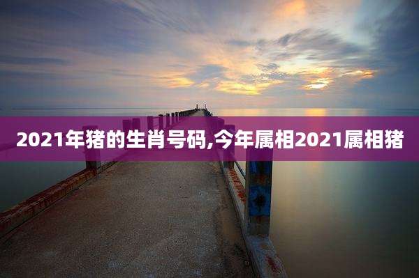 2021年猪的生肖号码,今年属相2021属相猪