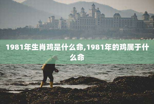 1981年生肖鸡是什么命,1981年的鸡属于什么命