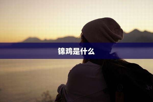 锦鸡是什么