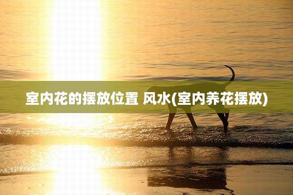 室内花的摆放位置 风水(室内养花摆放)