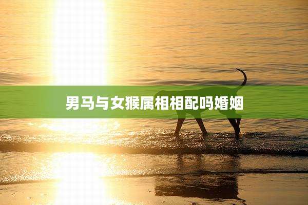 男马与女猴属相相配吗婚姻
