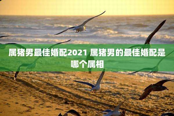 属猪男最佳婚配2021 属猪男的最佳婚配是哪个属相