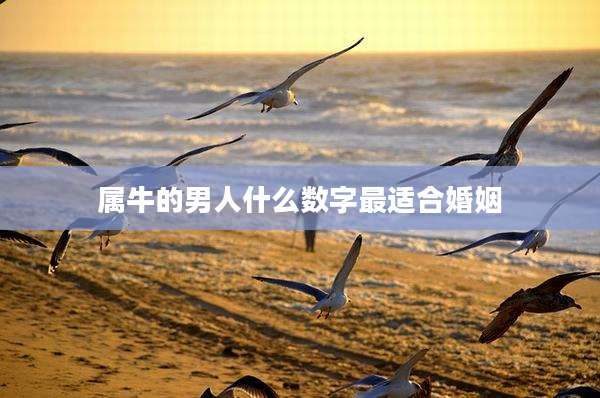 属牛的男人什么数字最适合婚姻