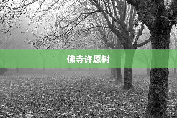 佛寺许愿树