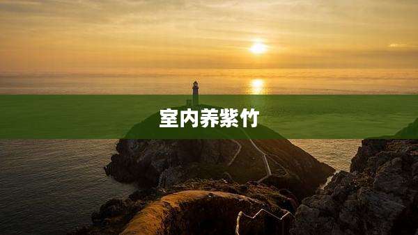 室内养紫竹