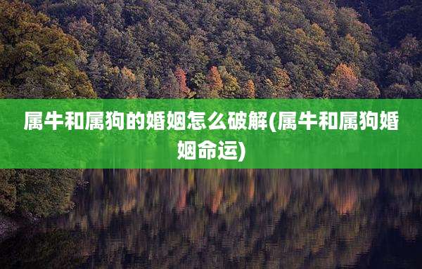 属牛和属狗的婚姻怎么破解(属牛和属狗婚姻命运)