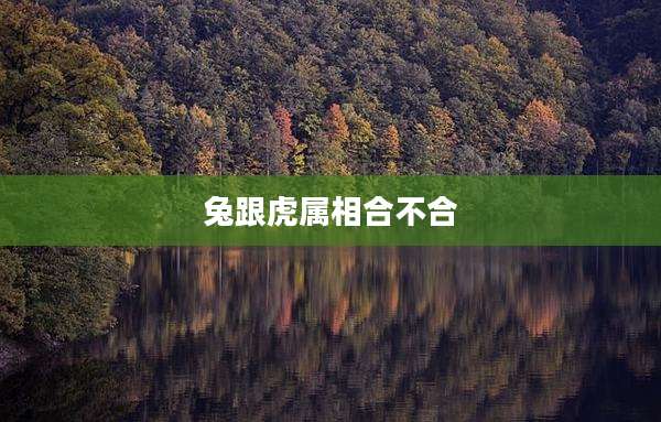 兔跟虎属相合不合