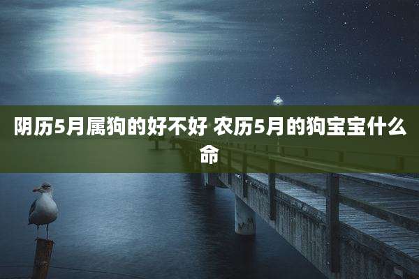 阴历5月属狗的好不好 农历5月的狗宝宝什么命