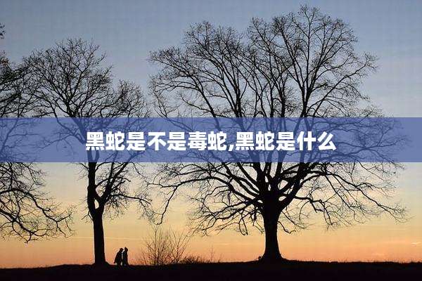 黑蛇是不是毒蛇,黑蛇是什么