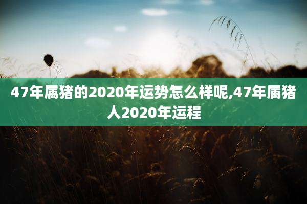 47年属猪的2020年运势怎么样呢,47年属猪人2020年运程