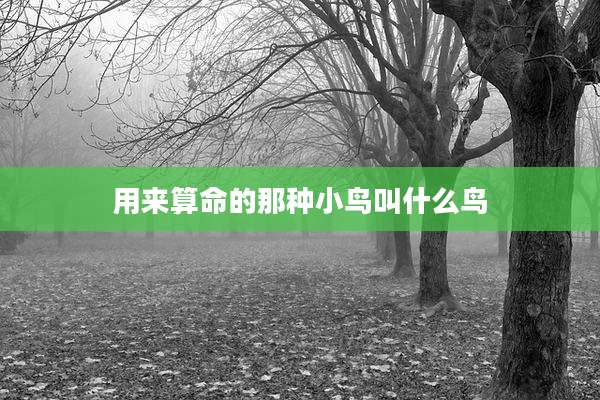 用来算命的那种小鸟叫什么鸟