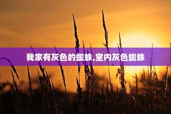 我家有灰色的蜘蛛,室内灰色蜘蛛