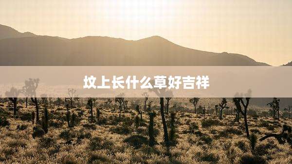 坟上长什么草好吉祥