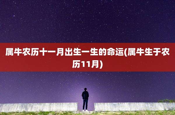 属牛农历十一月出生一生的命运(属牛生于农历11月)