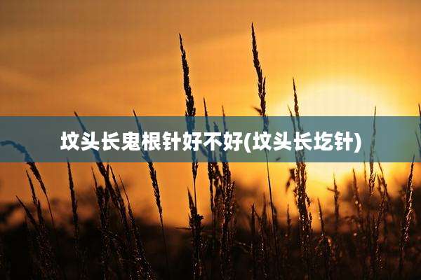 坟头长鬼根针好不好(坟头长圪针)