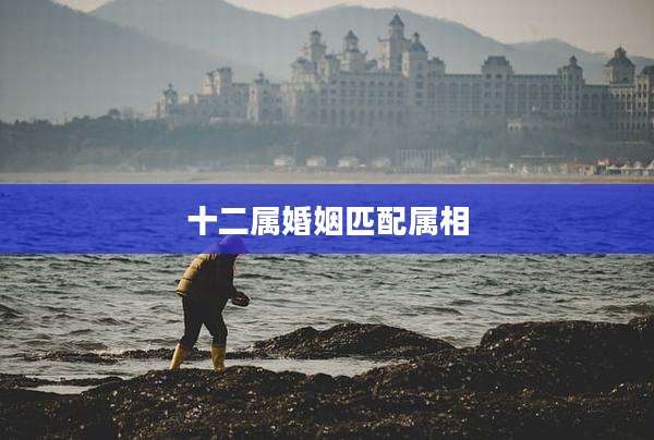十二属婚姻匹配属相