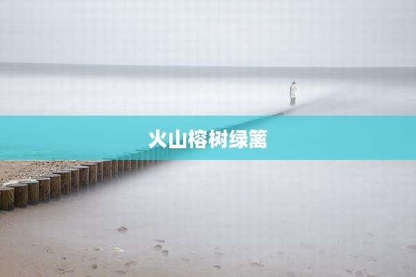 火山榕树绿篱