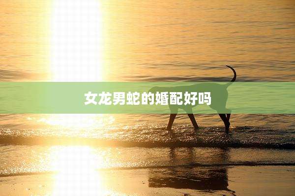 女龙男蛇的婚配好吗