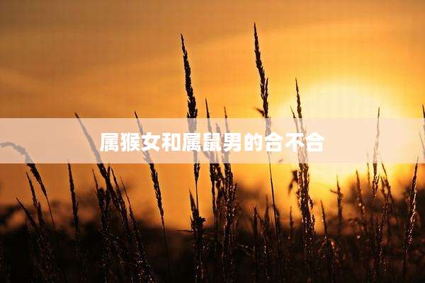 属猴女和属鼠男的合不合