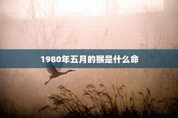 1980年五月的猴是什么命