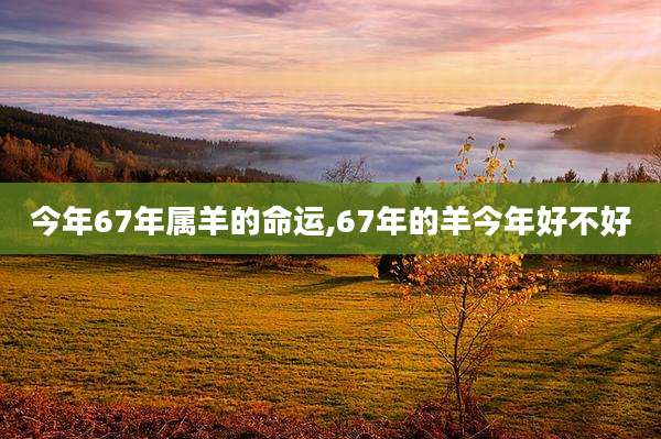 今年67年属羊的命运,67年的羊今年好不好