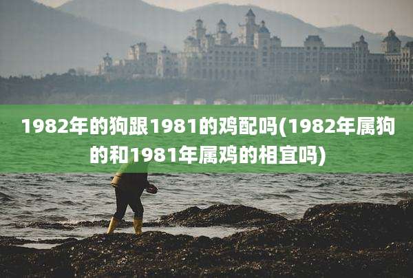 1982年的狗跟1981的鸡配吗(1982年属狗的和1981年属鸡的相宜吗)