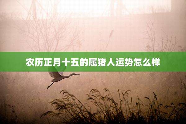 农历正月十五的属猪人运势怎么样