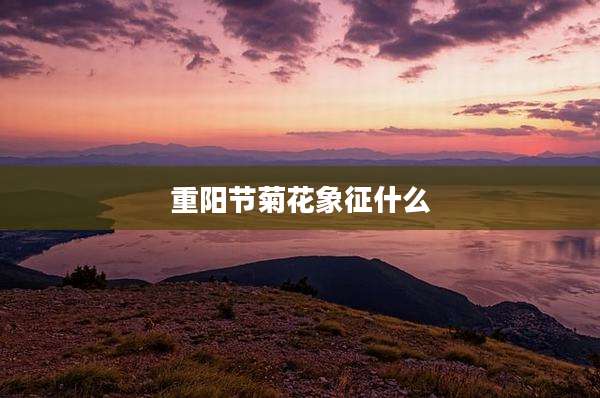 重阳节菊花象征什么