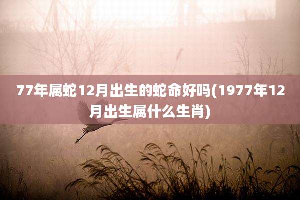 77年属蛇12月出生的蛇命好吗(1977年12月出生属什么生肖)