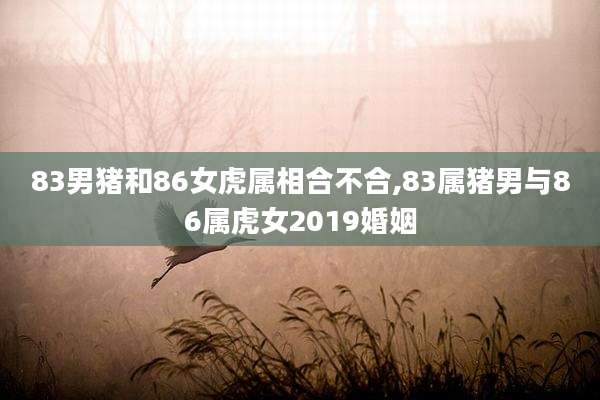 83男猪和86女虎属相合不合,83属猪男与86属虎女2019婚姻